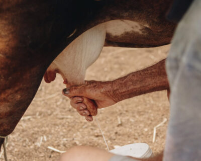 Cadeia do leite em Goiás: uma realidade promissora