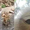 Vídeo: Macaco furta celular de turista e faz selfies