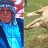 Homem é morto por leão que tentava domesticar em casa
