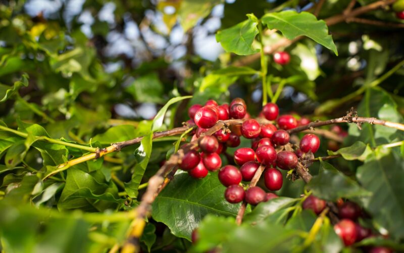 VBP do café em Goiás deve atingir R$ 827,9 milhões em 2026