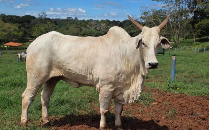 Goiás deve movimentar R$ 23,7 bilhões com bovinocultura em 2026