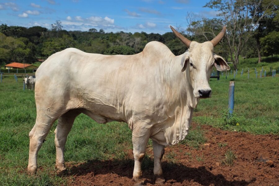 Goiás deve movimentar R$ 23,7 bilhões com bovinocultura em 2026