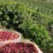 Cafeicultura em Goiás avança com encontro inédito