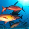 Lista de peixes e invertebrados ameaçados de extinção é atualizada