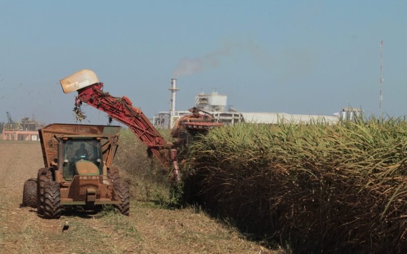 Goiás bate recorde e atinge 2º lugar em ranking nacional de produção de cana-de-açúcar