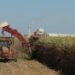Goiás bate recorde e atinge 2º lugar em ranking nacional de produção de cana-de-açúcar
