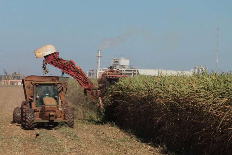 Goiás bate recorde e atinge 2º lugar em ranking nacional de produção de cana-de-açúcar