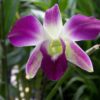 Dia das Mães: feira de orquídeas e rosas do deserto movimenta Aparecida nesta semana