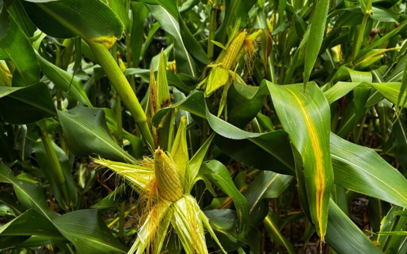 Goiás caminha para segunda maior safra de milho da história