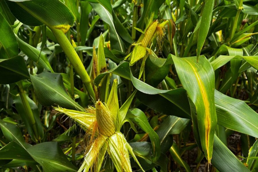 Goiás caminha para segunda maior safra de milho da história