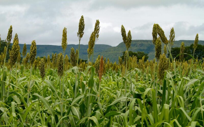 Goiás mantém liderança nacional na produção de sorgo