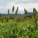 Goiás mantém liderança nacional na produção de sorgo