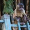 Prefeitura de Goiânia alerta sobre riscos de alimentar animais silvestres em parques e áreas públicas