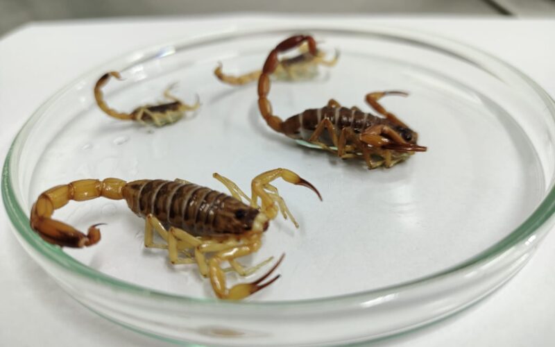 Saúde de Goiânia orienta como agir em caso de picadas de animais peçonhentos