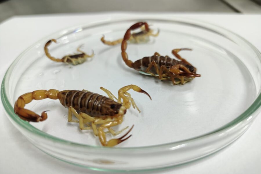 Saúde de Goiânia orienta como agir em caso de picadas de animais peçonhentos