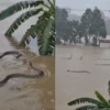 Mais de 900 cobras venenosas escapam de criadouro e invadem ruas após enchentes na China