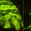 Biólogo registra raro tubarão de coloração verde fluorescente na costa dos EUA