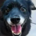 Evento reúne mais de 20 pets para adoção neste sábado em Goiânia