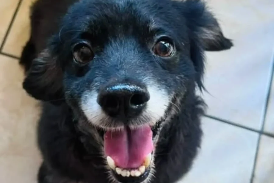 Evento reúne mais de 20 pets para adoção neste sábado em Goiânia
