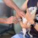 Goiânia realiza campanha antirrábica com vacinas gratuitas para cães e gatos