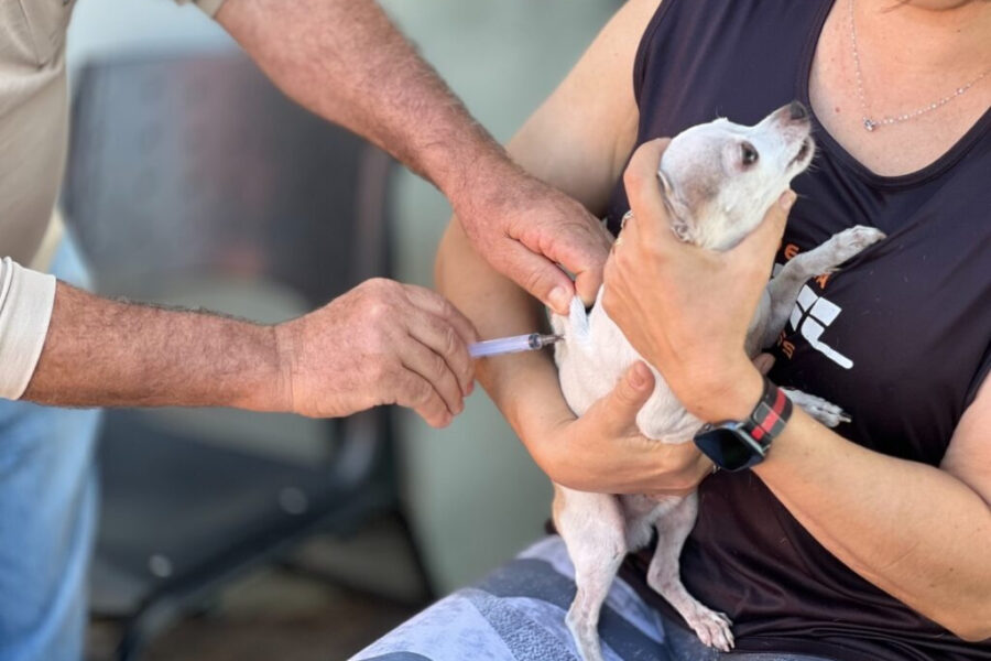 Goiânia realiza campanha antirrábica com vacinas gratuitas para cães e gatos