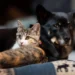 Goiânia prevê castração gratuita de 1,5 mil cães e gatos a partir de 2027