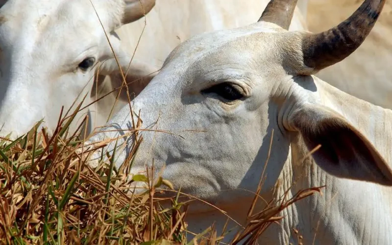 Carne bovina brasileira passa a pagar tarifa de 67% para entrar na China