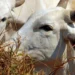 Carne bovina brasileira passa a pagar tarifa de 67% para entrar na China