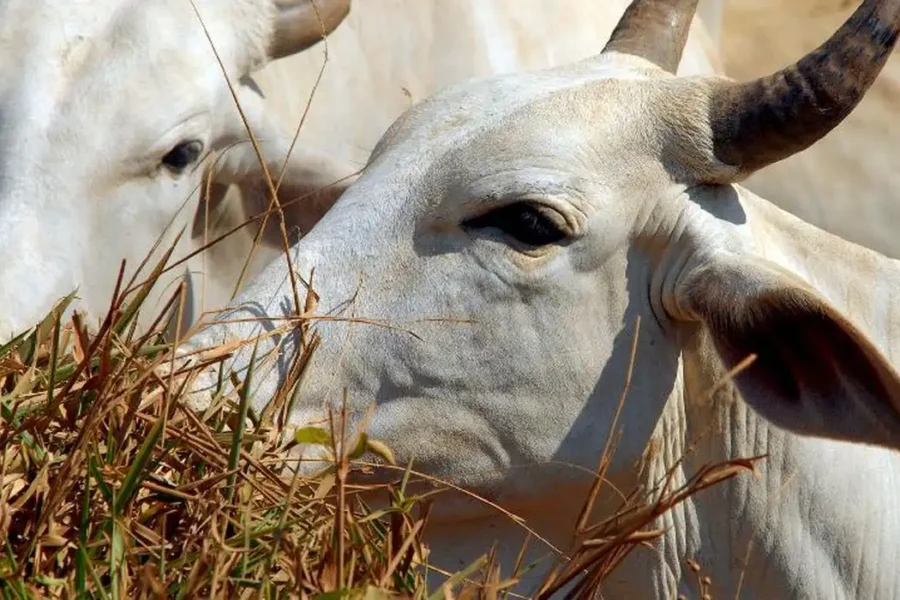 Carne bovina brasileira passa a pagar tarifa de 67% para entrar na China