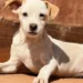 Feira de adoção terá 31 cães à procura de um novo lar em Goiânia