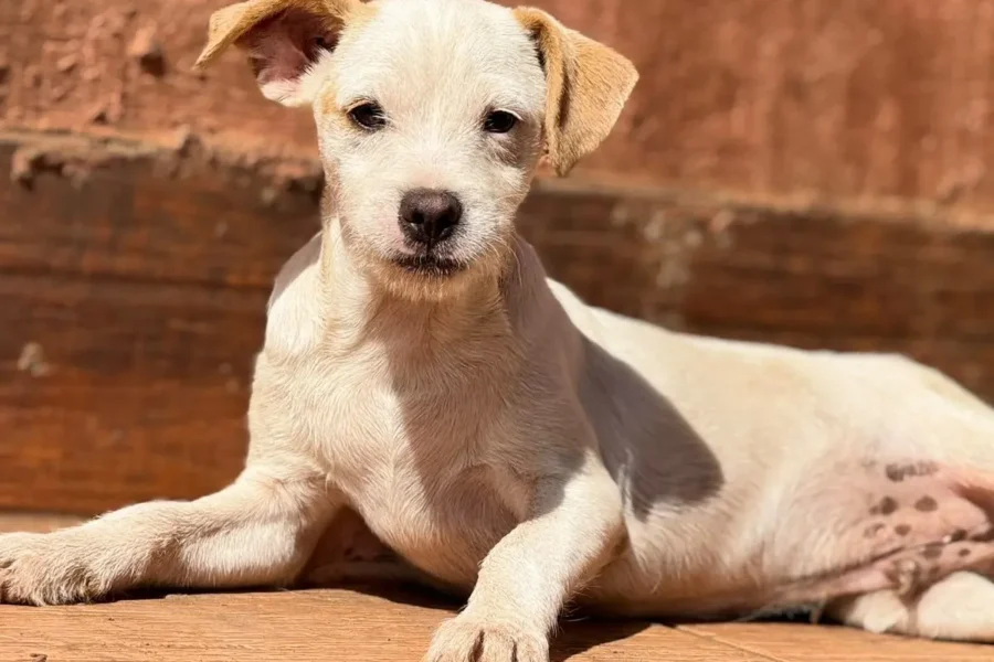 Feira de adoção terá 31 cães à procura de um novo lar em Goiânia