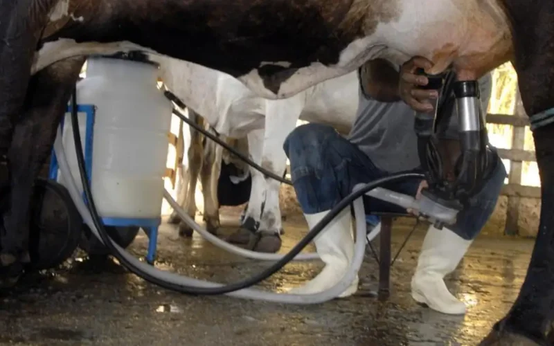 Produção de leite no Brasil bate recorde mesmo com redução no número de vacas ordenhadas