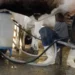 Produção de leite no Brasil bate recorde mesmo com redução no número de vacas ordenhadas