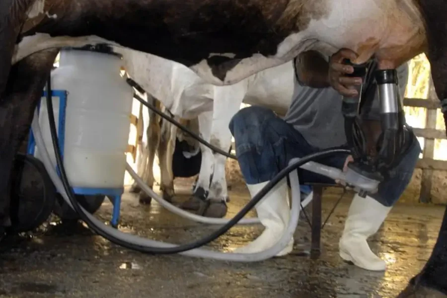 Produção de leite no Brasil bate recorde mesmo com redução no número de vacas ordenhadas
